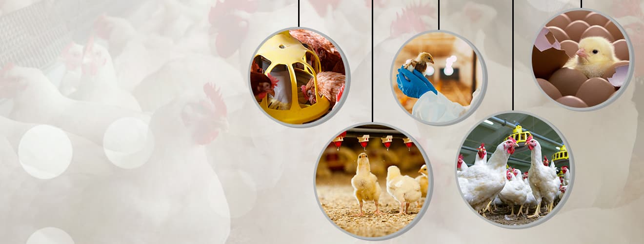 Alsultan Veterinary Medicines Co LLC Veterinary Medicines